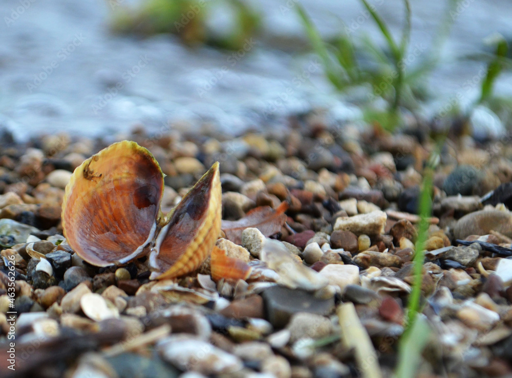 shell on the beach shell on the beach