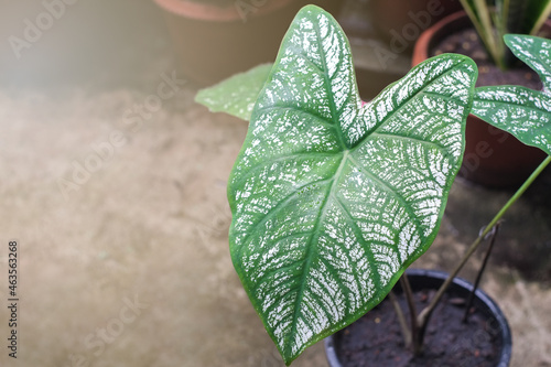 Caladium Bigo- Lor (AIT) Vent An- Gel Wings, Elephant–Ear Araceae leave tree ornamental plants on pot in garden close-up. photo