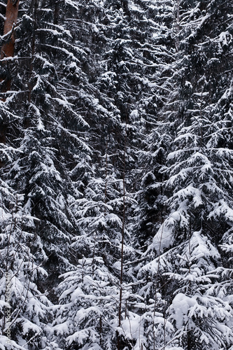 Winter forest. Landscape of the park in winter. Snow-covered trees at the edge. © alexkich