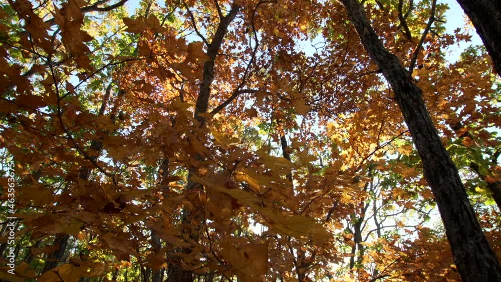 View from below of tree trunks and branches covered with yellow and green autumn leaves against the blue sky. Nice sunny day in the forest. Bright fall colors View from below of tree trunks and branches covered with yellow and green autumn leaves against the blue sky. Nice sunny day in the forest. Bright fall colors