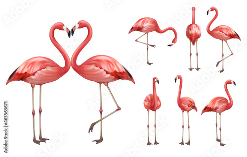 Pink flamingo. Wildlife exotic birds tropical flamingo decent vector realistic poses pictures templates isolated