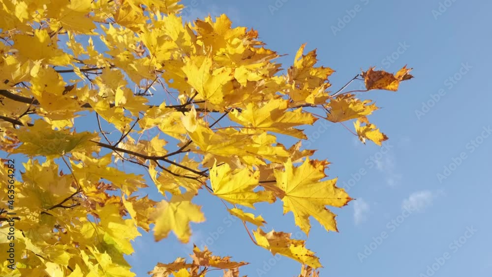 bright yellow maple foliage on strong wind against blue sky
bright yellow maple foliage on strong wind against blue sky
