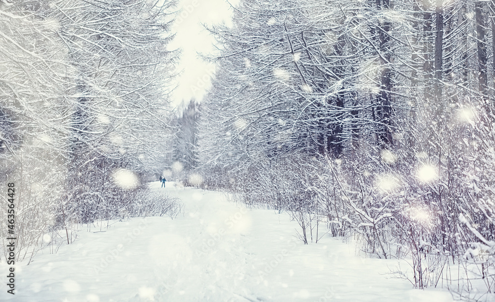 Fototapeta premium Winter forest landscape. Tall trees under snow cover. January frosty day in the park.