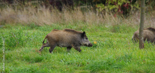 Boar on the meadow - wild animal in natural environment