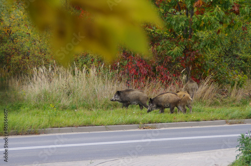 Wild Boar walk on street in the city