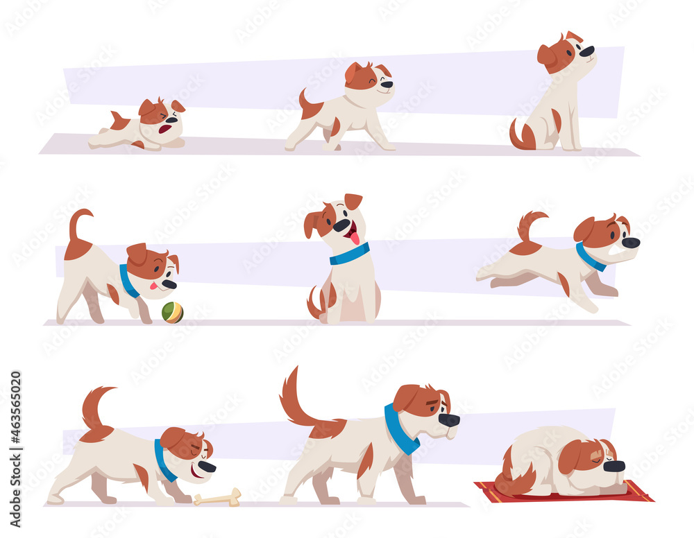 Dog growth stages. Cartoon domestic animal puppy life progress pictures  happy active puppy and tired old dog exact vector illustration set Stock  Vector | Adobe Stock