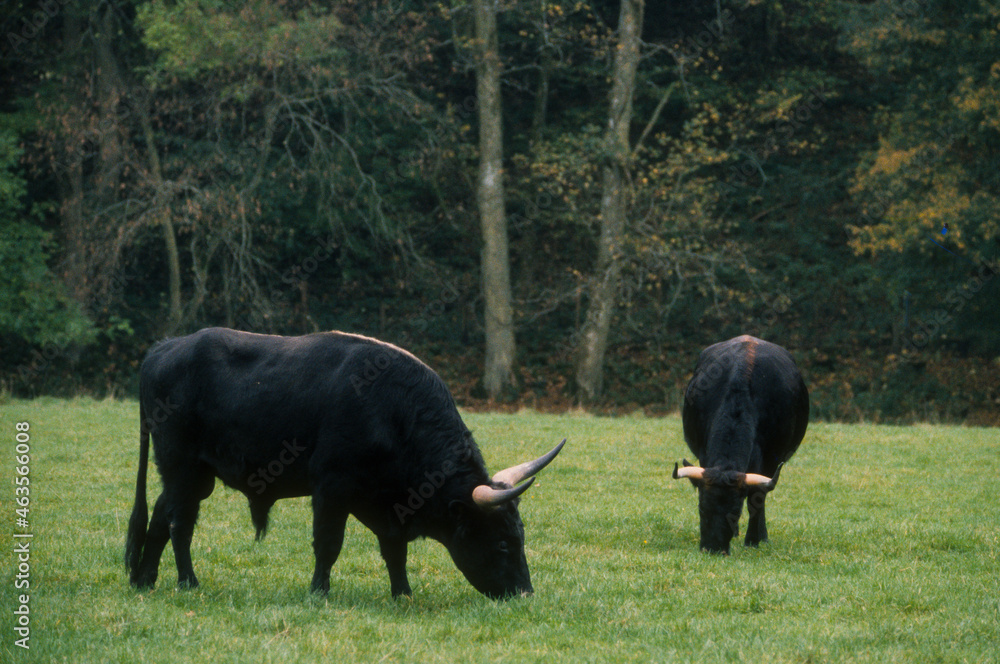 Taureau, Auroch, bos primigenius, Réserve Hans sur Lesse, Belgique Taureau, Auroch, bos primigenius, Réserve Hans sur Lesse, Belgique