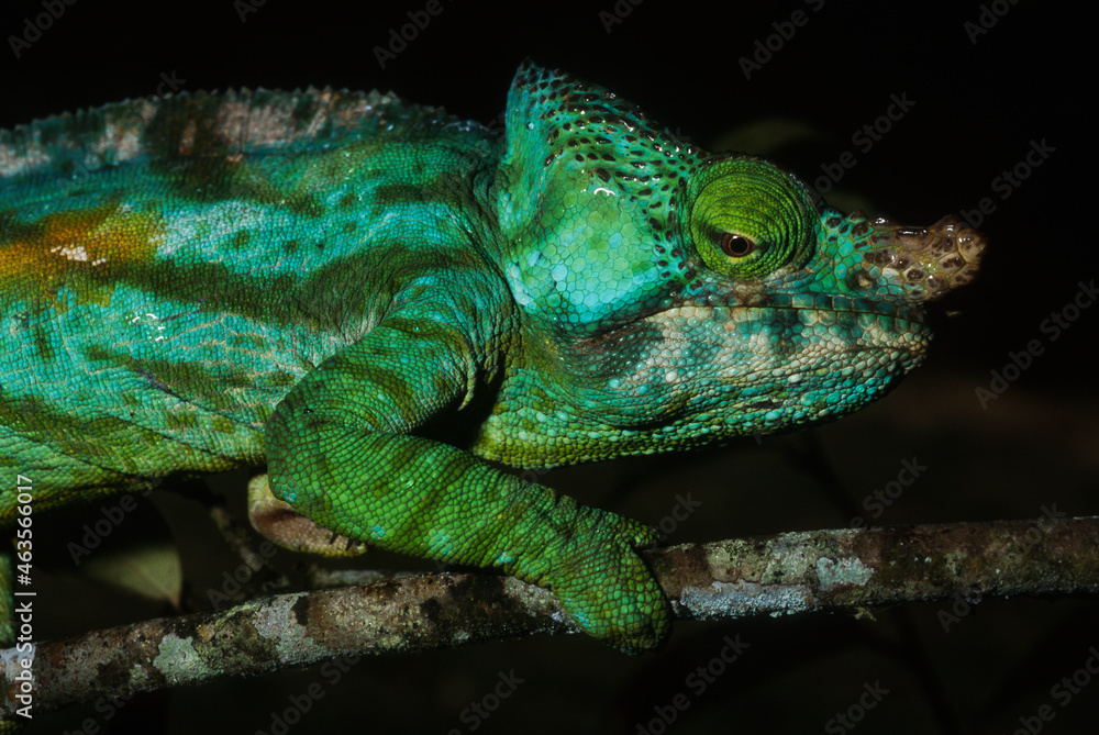 Obraz premium Cameléon de Parson cristifer, male, calumma parsonii cristifer, Madagascar
