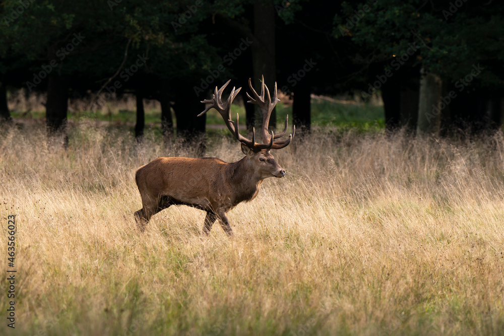 Cerf élaphe, brame, cerf, cervus elaphus