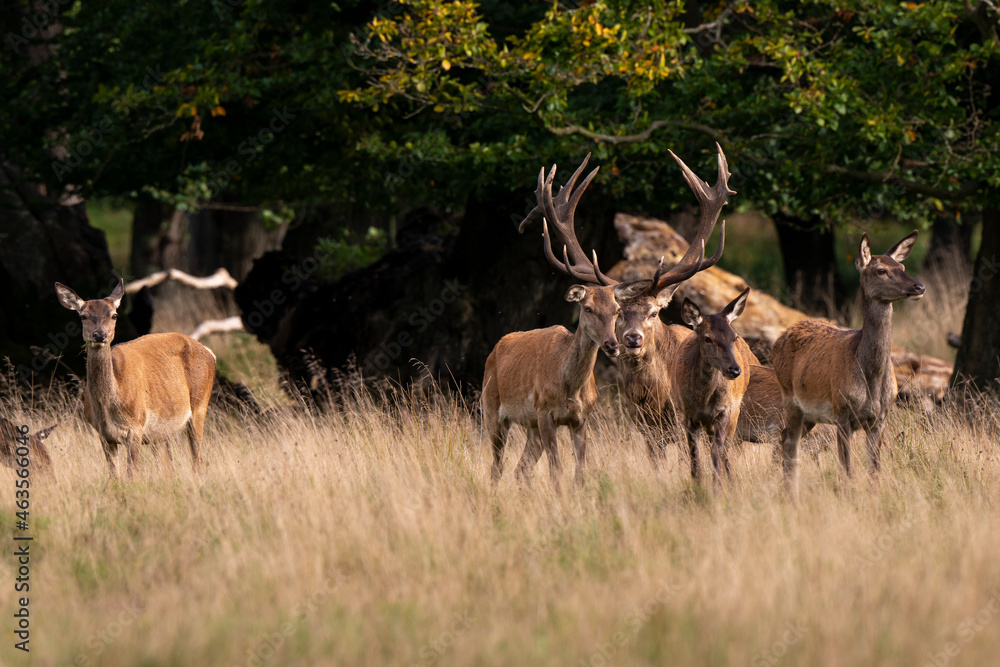 Obraz premium Cerf élaphe, biche, cerf, brame, cervus elaphus