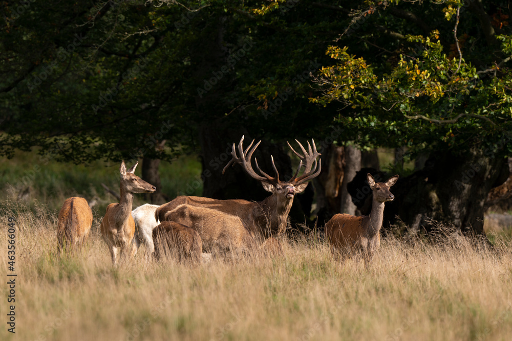 Cerf élaphe, biche, cerf, brame, cervus elaphus Cerf élaphe, biche, cerf, brame, cervus elaphus