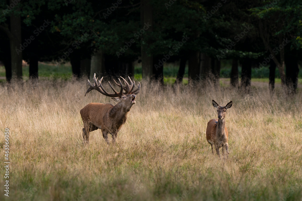 Cerf élaphe, biche, cerf, brame, cervus elaphus Cerf élaphe, biche, cerf, brame, cervus elaphus