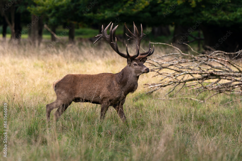 Cerf élaphe, brame, cerf, cervus elaphus Cerf élaphe, brame, cerf, cervus elaphus
