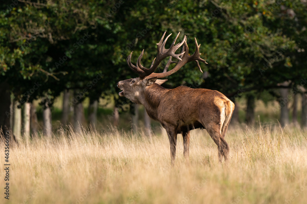 Cerf élaphe, brame, cerf, cervus elaphus Cerf élaphe, brame, cerf, cervus elaphus