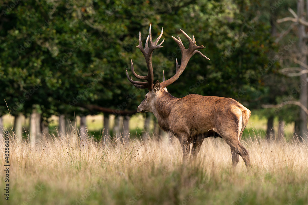 Cerf élaphe, brame, cerf, cervus elaphus