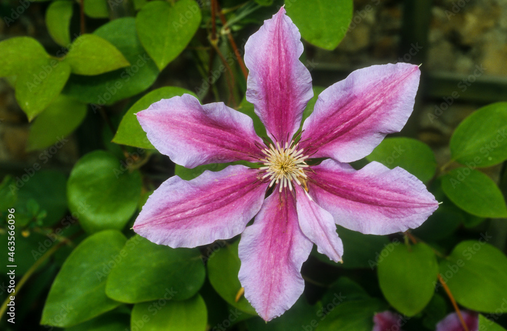 Clématite Nelly Moser, Clematis 'Nelly Moser' Clématite Nelly Moser, Clematis 'Nelly Moser'