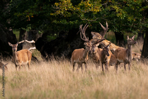 Cerf   laphe  biche  cerf  brame  cervus elaphus