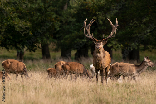 Cerf élaphe, biche, cerf, brame, cervus elaphus