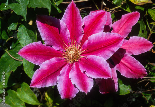 Clématite Nelly Moser, Clematis 'Nelly Moser' photo