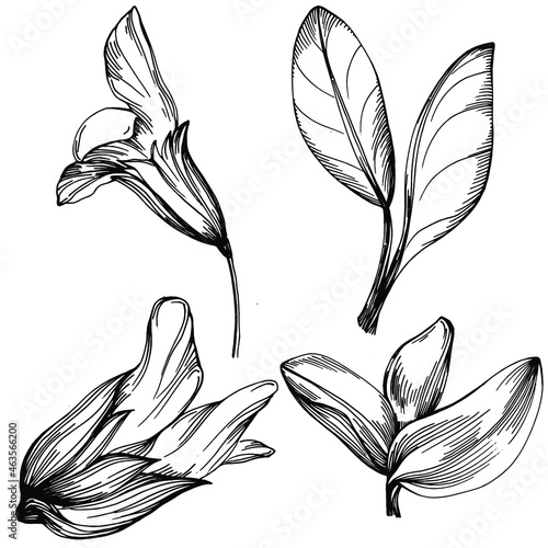 Sage vector isolated plant with leaves. Herbal engraved style illustration. Detailed organic product sketch.The best for design logo, menu, label, icon, stamp.