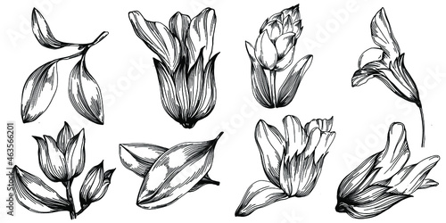 Sage vector isolated plant with leaves. Herbal engraved style illustration. Detailed organic product sketch.The best for design logo, menu, label, icon, stamp.