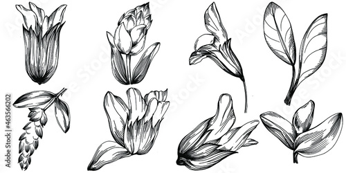 Sage vector isolated plant with leaves. Herbal engraved style illustration. Detailed organic product sketch.The best for design logo, menu, label, icon, stamp.