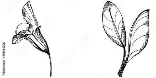 Sage vector isolated plant with leaves. Herbal engraved style illustration. Detailed organic product sketch.The best for design logo, menu, label, icon, stamp.