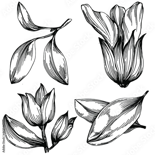 Sage vector isolated plant with leaves. Herbal engraved style illustration. Detailed organic product sketch.The best for design logo, menu, label, icon, stamp.