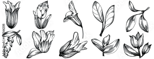 Sage vector isolated plant with leaves. Herbal engraved style illustration. Detailed organic product sketch.The best for design logo, menu, label, icon, stamp.