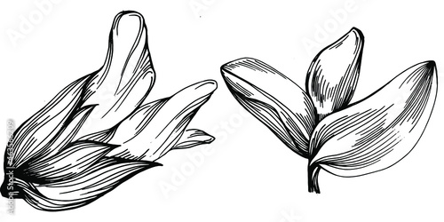 Sage vector isolated plant with leaves. Herbal engraved style illustration. Detailed organic product sketch.The best for design logo, menu, label, icon, stamp.