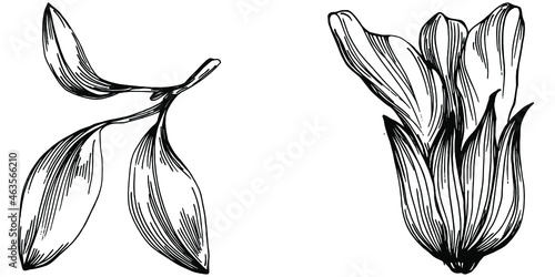 Sage vector isolated plant with leaves. Herbal engraved style illustration. Detailed organic product sketch.The best for design logo, menu, label, icon, stamp.