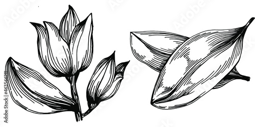 Sage vector isolated plant with leaves. Herbal engraved style illustration. Detailed organic product sketch.The best for design logo, menu, label, icon, stamp.