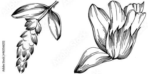 Sage vector isolated plant with leaves. Herbal engraved style illustration. Detailed organic product sketch.The best for design logo, menu, label, icon, stamp.