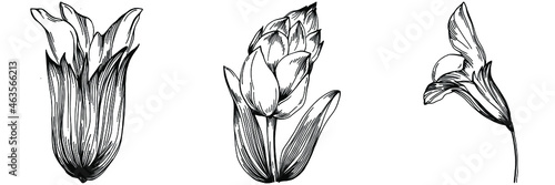 Sage vector isolated plant with leaves. Herbal engraved style illustration. Detailed organic product sketch.The best for design logo, menu, label, icon, stamp.