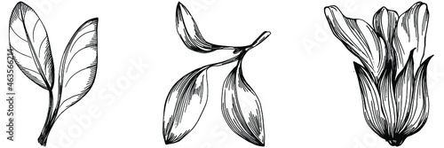 Sage vector isolated plant with leaves. Herbal engraved style illustration. Detailed organic product sketch.The best for design logo, menu, label, icon, stamp.