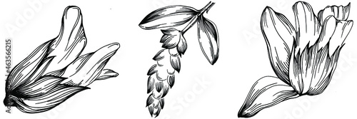 Sage vector isolated plant with leaves. Herbal engraved style illustration. Detailed organic product sketch.The best for design logo, menu, label, icon, stamp.