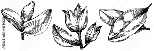 Sage vector isolated plant with leaves. Herbal engraved style illustration. Detailed organic product sketch.The best for design logo, menu, label, icon, stamp.