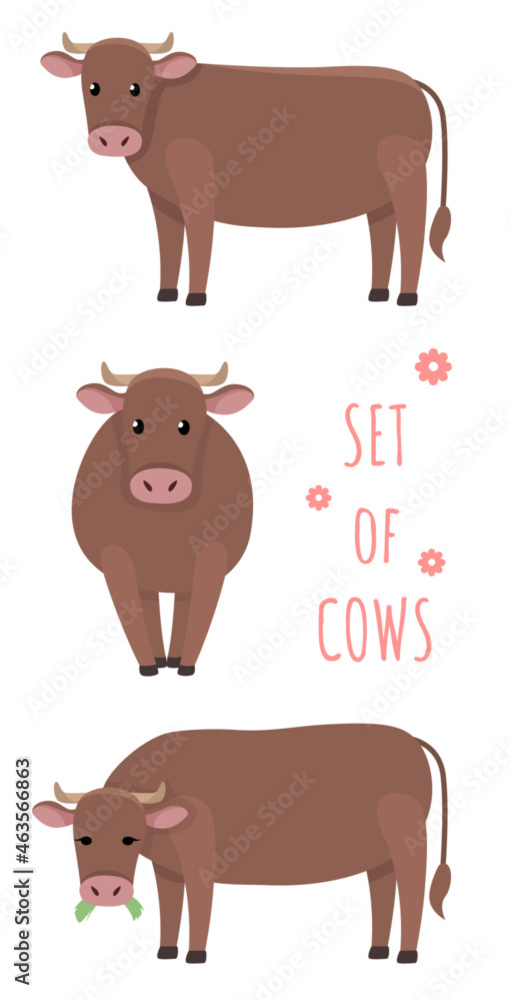 Obraz premium Vector illustrations of cows in different positions isolated on a white background in cartoon style.