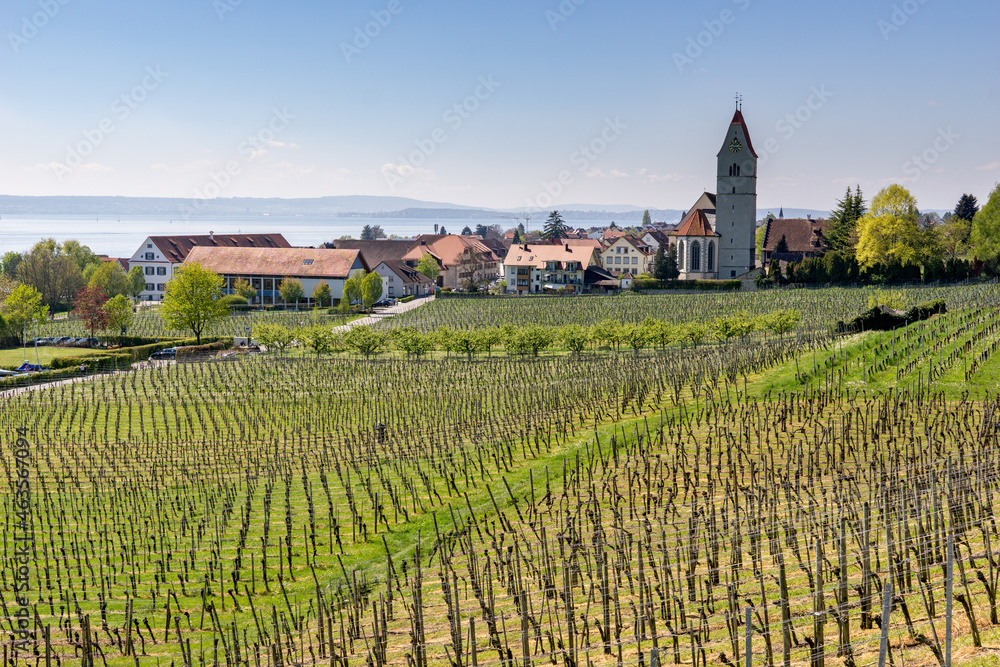 vine plants on a green farm and a village with church with lake in the background