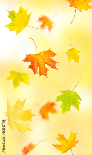 bright orange, red and green maple leaves fall down. concept leaf fall