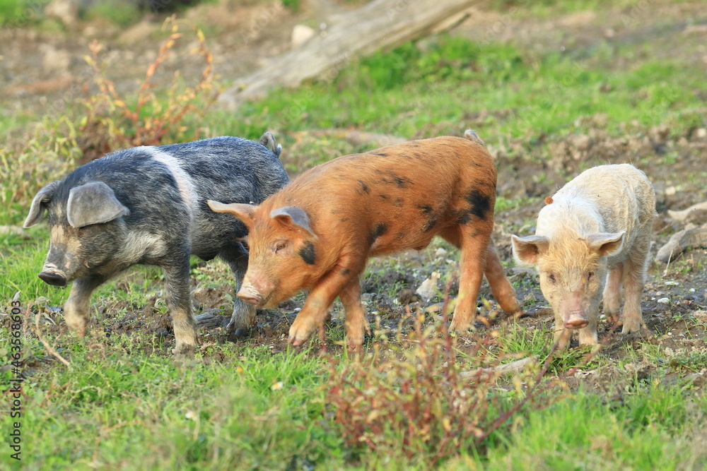 Cute funny animals on farm. Three little piglets. Cute funny animals on farm. Three little piglets.
