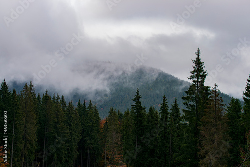 Fototapeta Naklejka Na Ścianę i Meble -  Misty foggy mountain landscape with fir forest