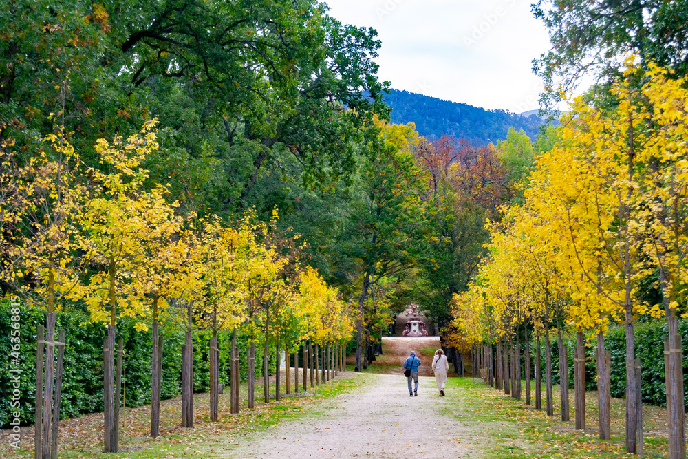 Older couple walking along a path full of dry yellow and brown leaves from autumn in Segovia, Spain. Europe. Horizontal photography. Background for the autumn equinox. Autumn equinox 2022.