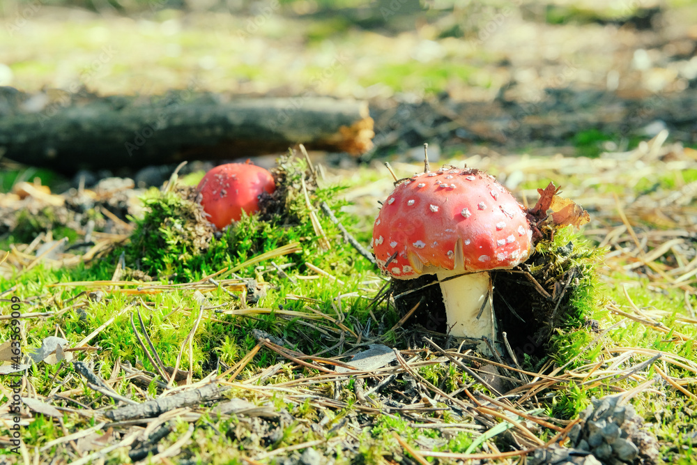 Amanita Muscaria. Red wild poisonous Fly Agaric mushroom in forest in autumn among green grass. Amanita Muscaria. Red wild poisonous Fly Agaric mushroom in forest in autumn among green grass.