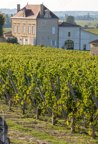 Ripe red  grapes on rows of vines in a vienyard before the wine harvest in Saint Emilion region. France photo