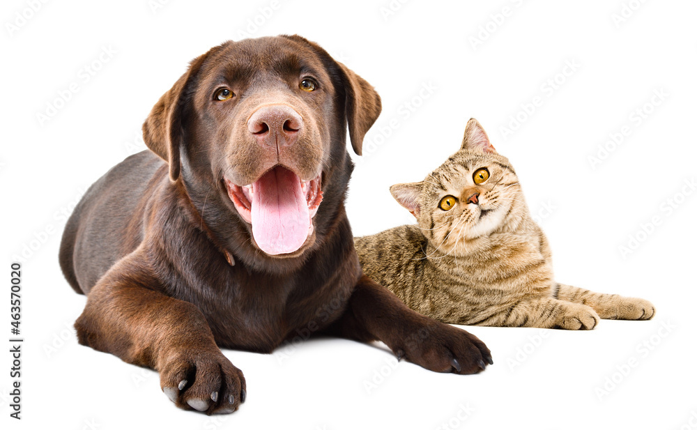 Charming Labrador dog and cat Scottish Straight lying together isolated on white background Charming Labrador dog and cat Scottish Straight lying together isolated on white background