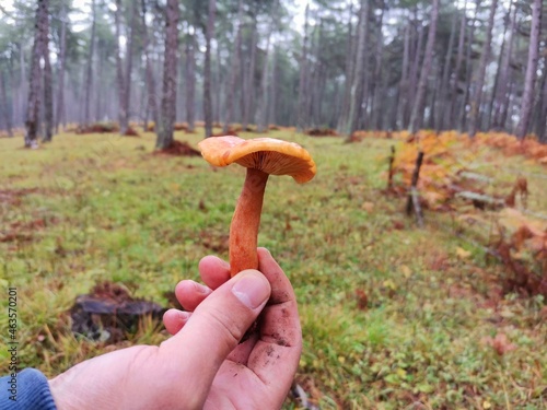 Mushrooms. picking mushrooms