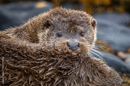 Wild otter taken on the Isle of Mull © Brian