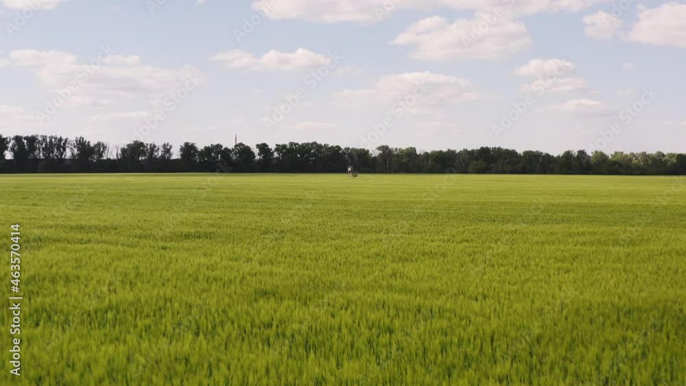 The drone flies just above a large field of grain. The wind draws ripples in the grain. The sky is blue and there are a few white clouds. There is a hunter's high seat in the field. The drone flies just above a large field of grain. The wind draws ripples in the grain. The sky is blue and there are a few white clouds. There is a hunter's high seat in the field.