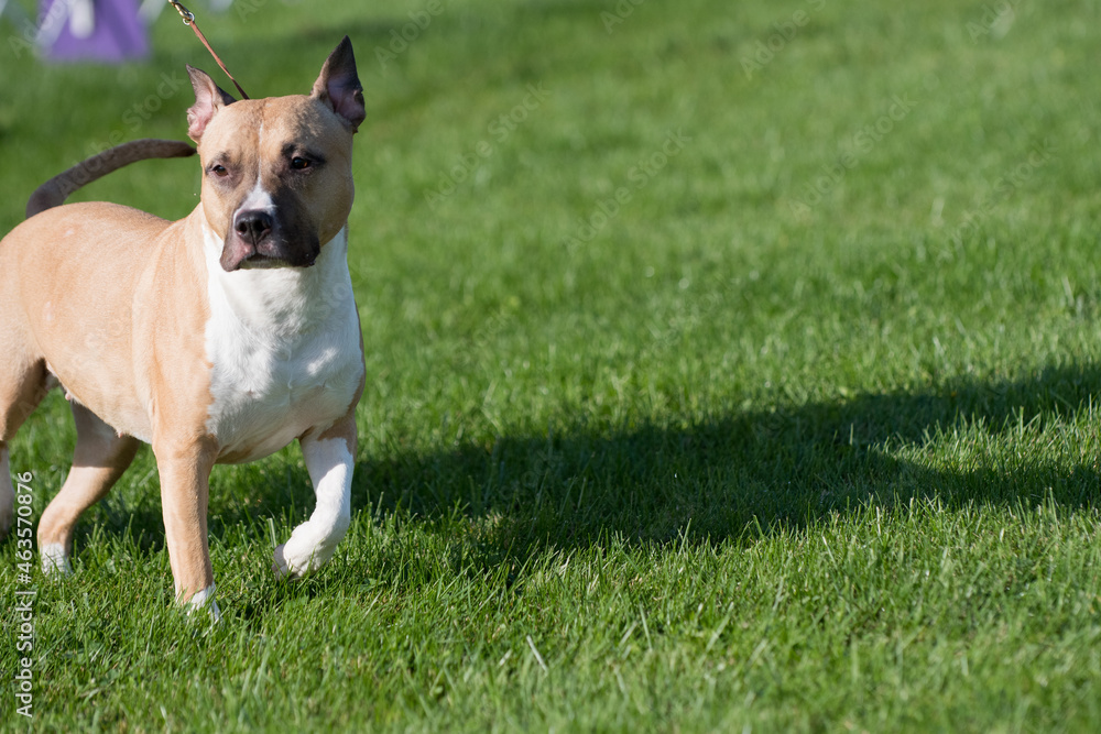 american staffordshire terrier walking in dog show ring